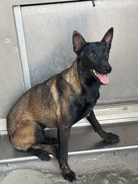 Hazel, a Belgian Shepherd Malinois, available for adoption