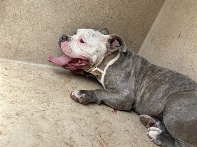 Aubrey, a American Bulldog (mix breed), available for adoption