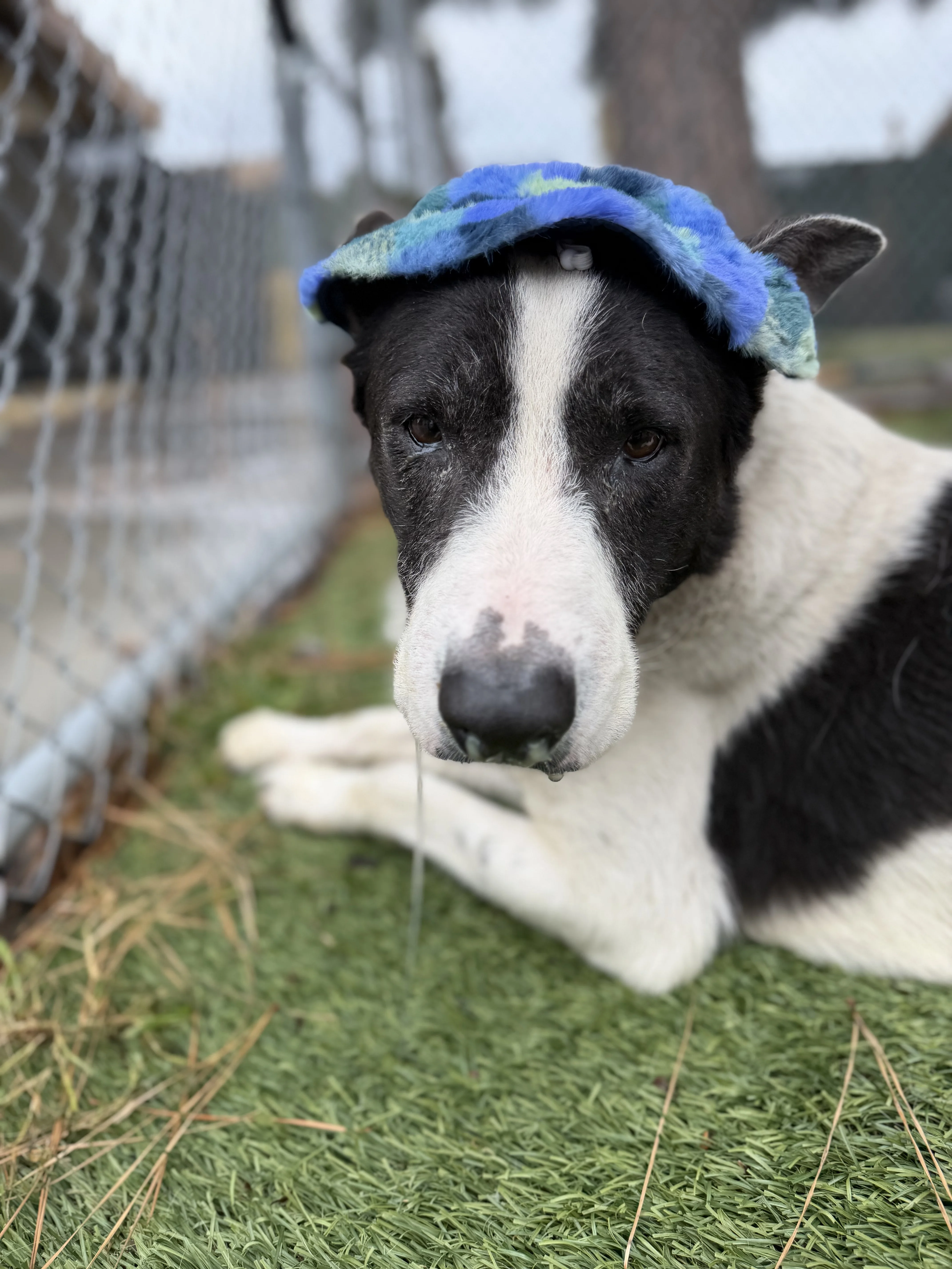 Rufo, a German Shepherd, available for adoption