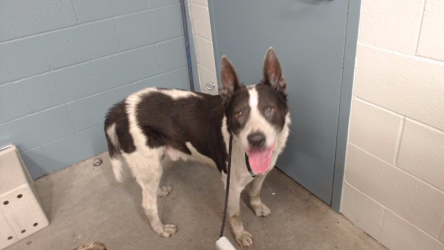 Rufo, a German Shepherd, available for adoption