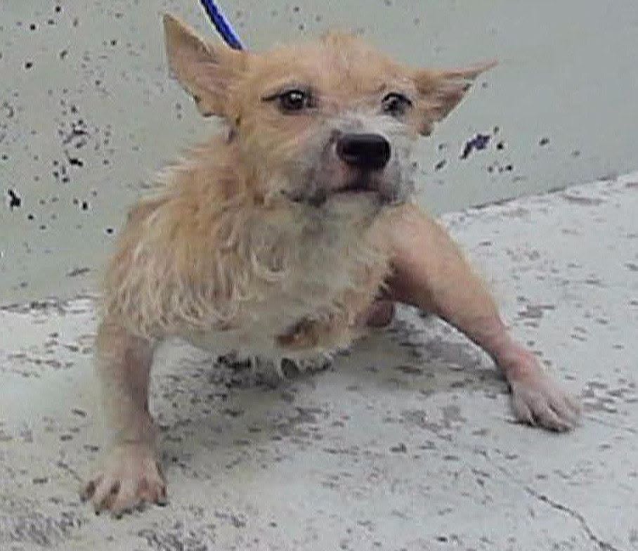 Chotes, a Norwich Terrier, available for adoption