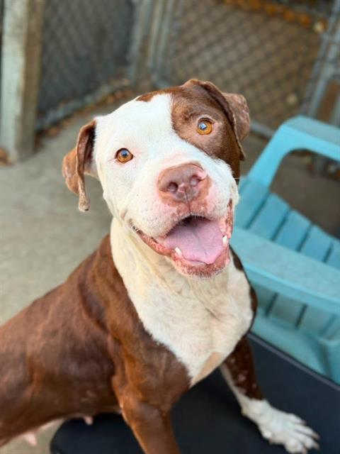 Mireille, a Pit Bull Terrier (mix breed), available for adoption