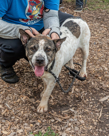 Remiel, a American Staffordshire Terrier (mix breed), available for adoption