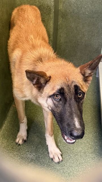 A5799222, a Belgian Shepherd Malinois, available for adoption
