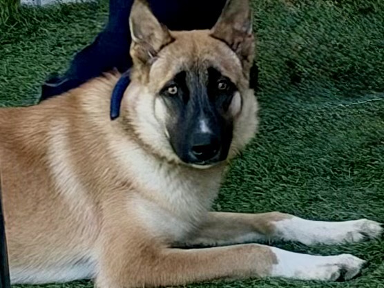 Atreides, a Belgian Shepherd Malinois, available for adoption