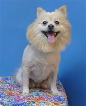A5799983, a Pomeranian, available for adoption