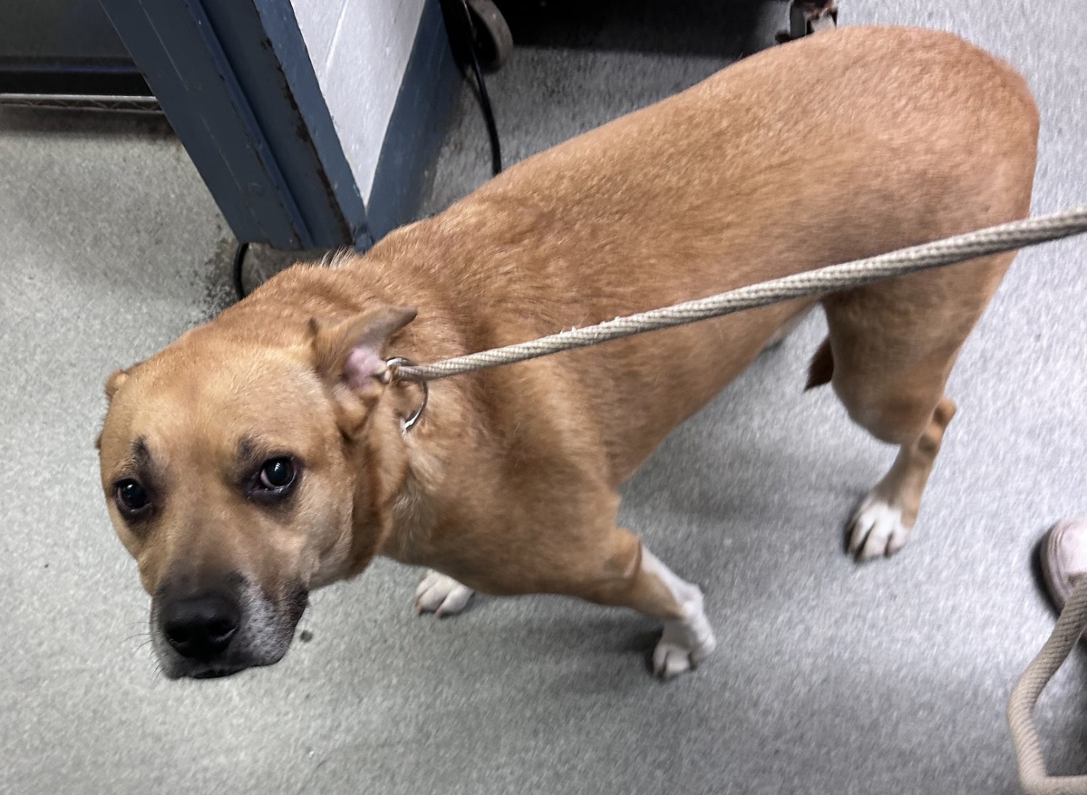 Coco, a American Staffordshire Terrier, available for adoption