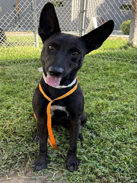 Addy, a Labrador Retriever (mix breed), available for adoption