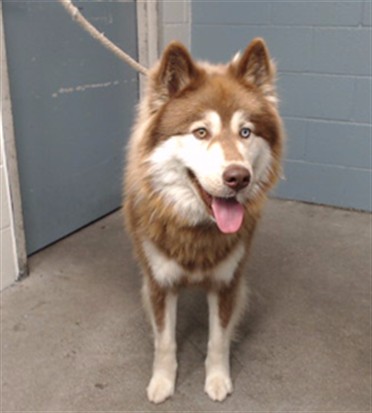 Asses, a Siberian Husky, available for adoption