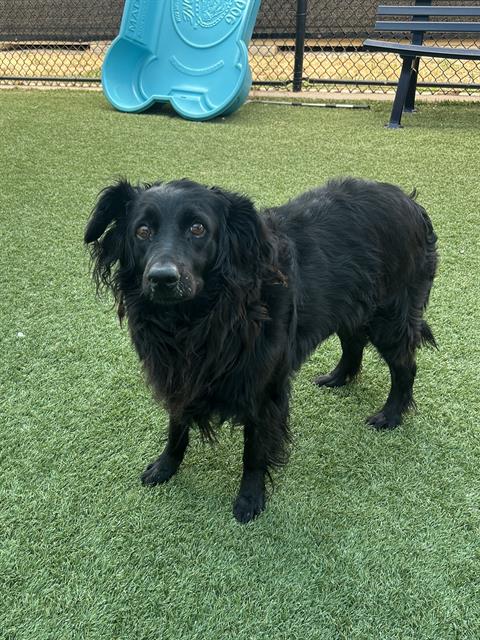 Annie, a Flat-coated Retriever (mix breed), available for adoption