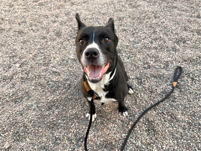 Draco, a American Staffordshire Terrier (mix breed), available for adoption