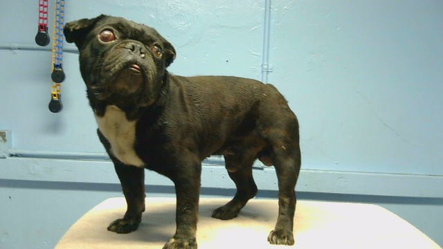 A5800650, a French Bulldog, available for adoption