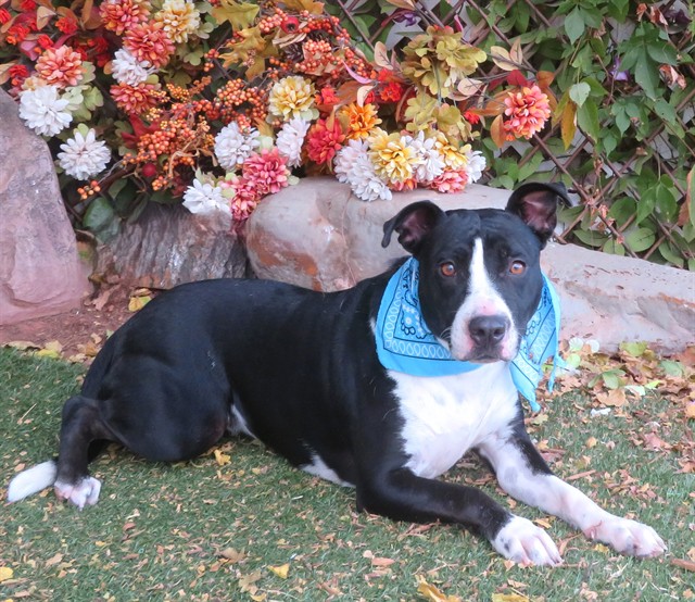 Daisy, a Border Collie (mix breed), available for adoption