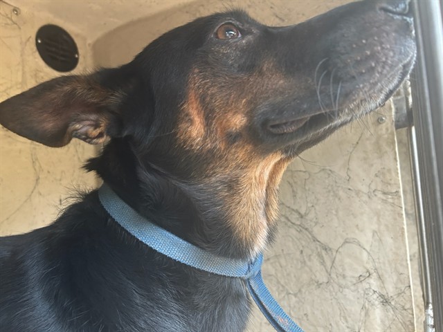 A480589, a German Shepherd (mix breed), available for adoption