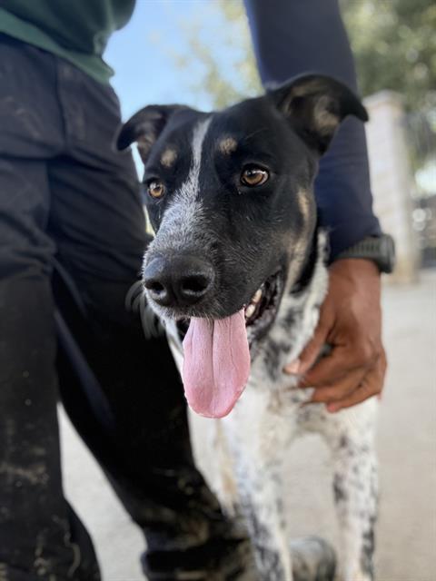 Buck, a Cattle Dog (mix breed), available for adoption
