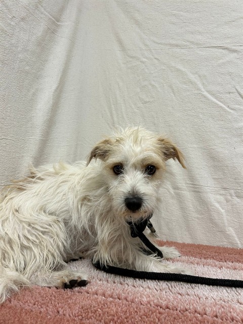 Private Meekly, a Terrier, available for adoption
