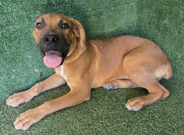 A5801306, a Mastiff, available for adoption