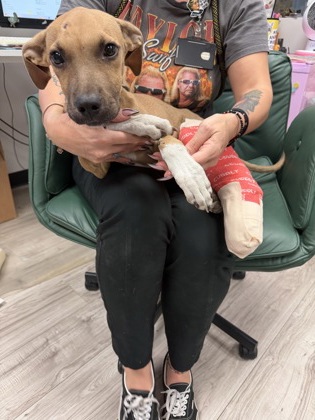Sedona, a Terrier, available for adoption