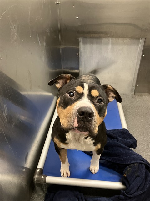 Frito Pie, a American Bulldog, available for adoption