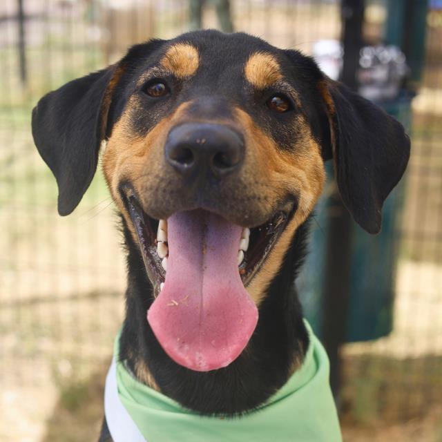Rufus, a German Pinscher, available for adoption