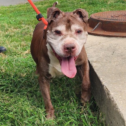 Tetsuo, a American Staffordshire Terrier (mix breed), available for adoption