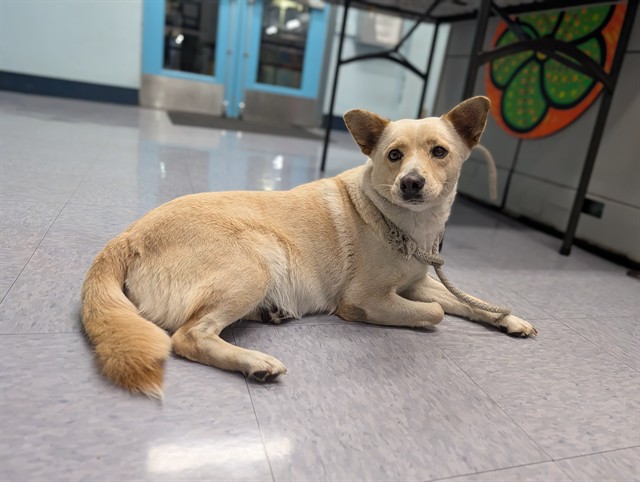 A5801033, a Terrier, available for adoption