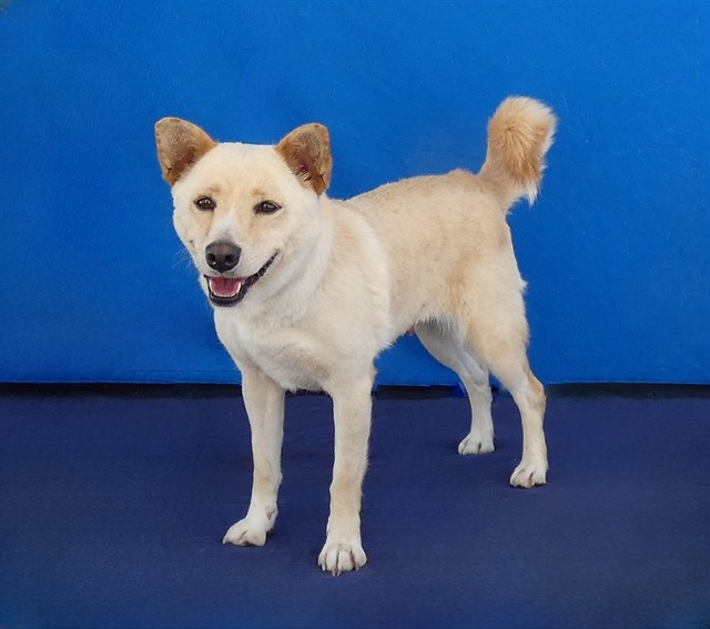 Toni, a Terrier, available for adoption