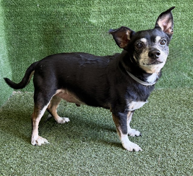 A5802190, a Chihuahua, available for adoption