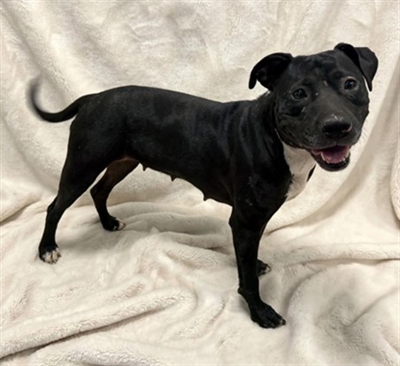 Maggie, a Bullmastiff, available for adoption