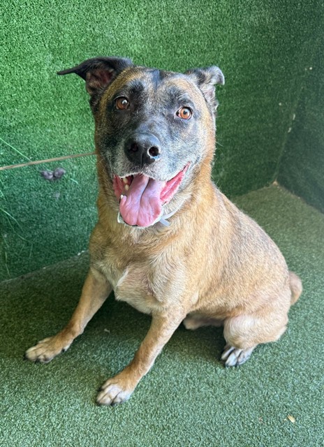 Maximus, a German Shepherd, available for adoption