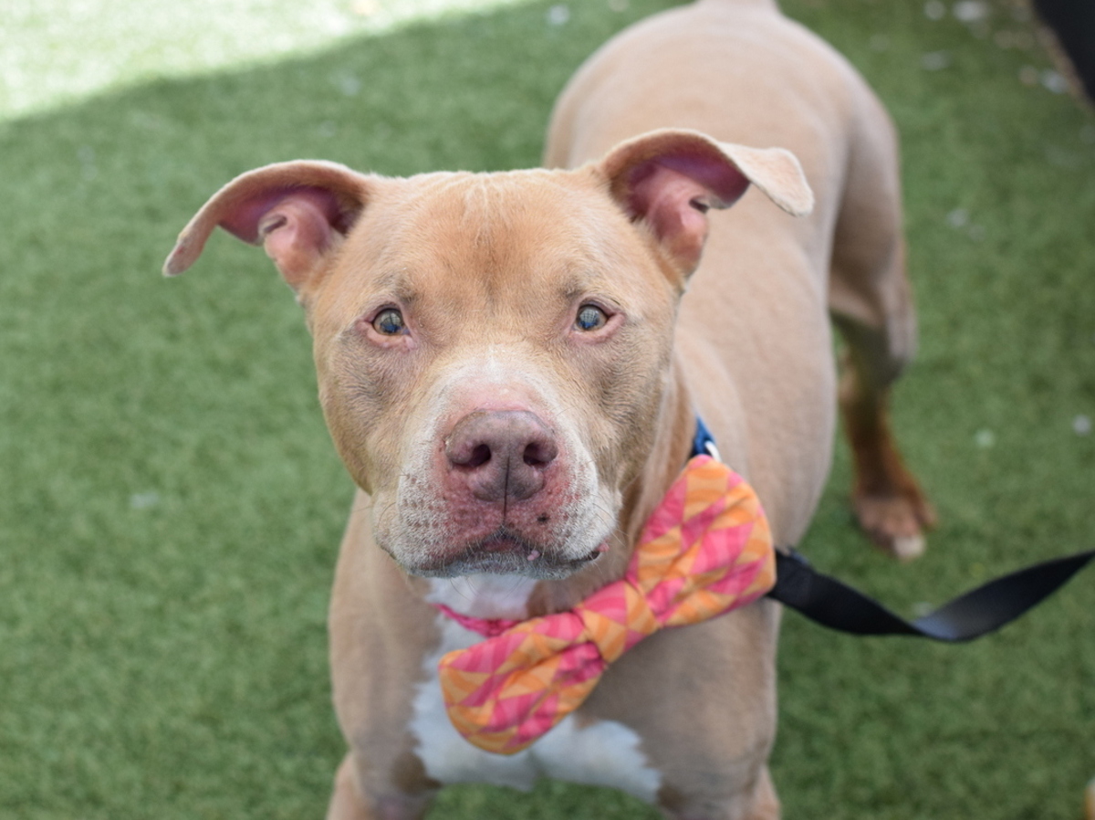 Milo, a Pit Bull Terrier, available for adoption