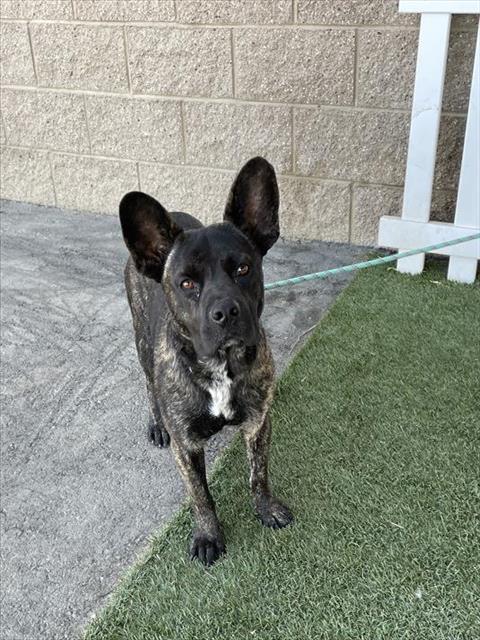 Willy, a Pit Bull Terrier, available for adoption