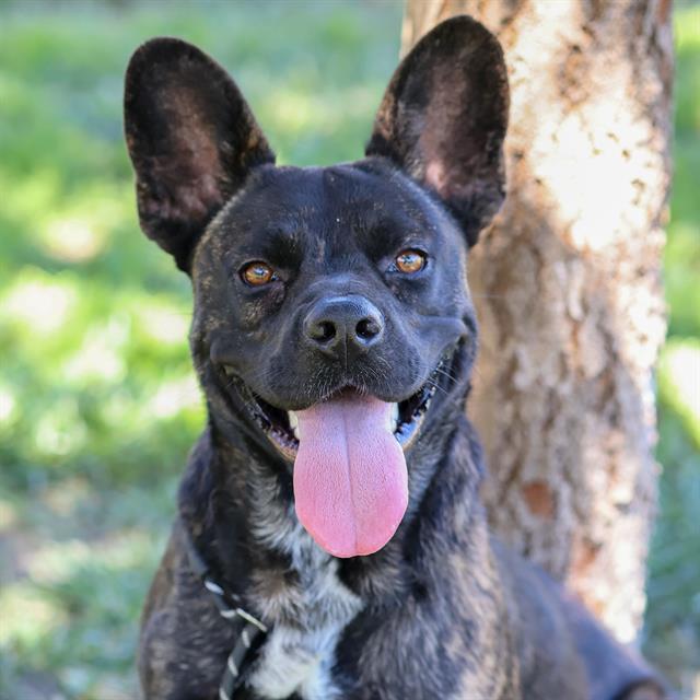Willy, a Pit Bull Terrier, available for adoption