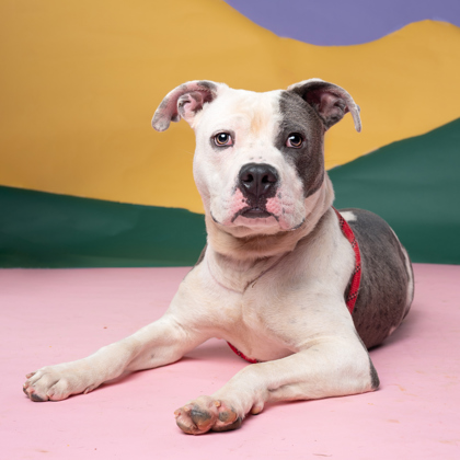 Doggie, a Pit Bull Terrier, available for adoption