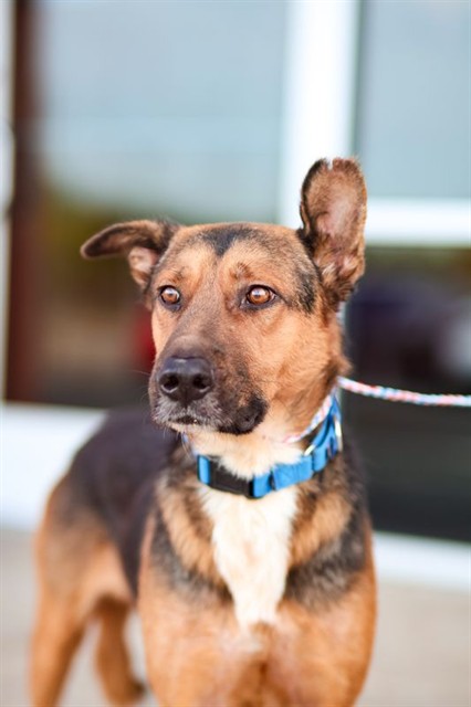 Baxter, a American Staffordshire Terrier (mix breed), available for adoption