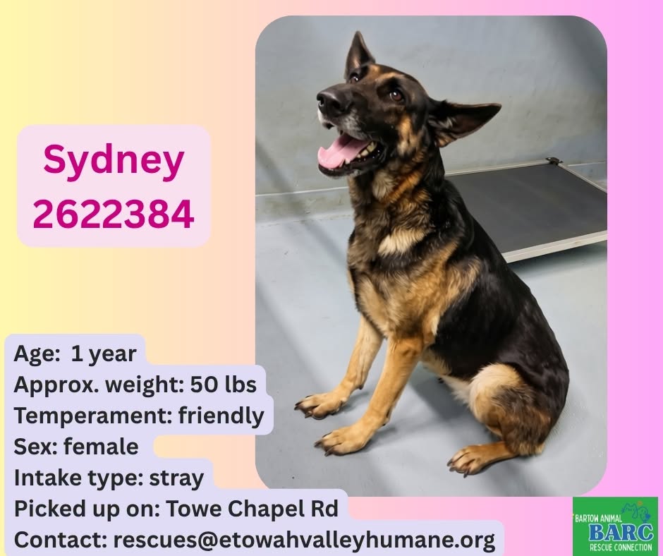Sydney, a Shepherd, available for adoption