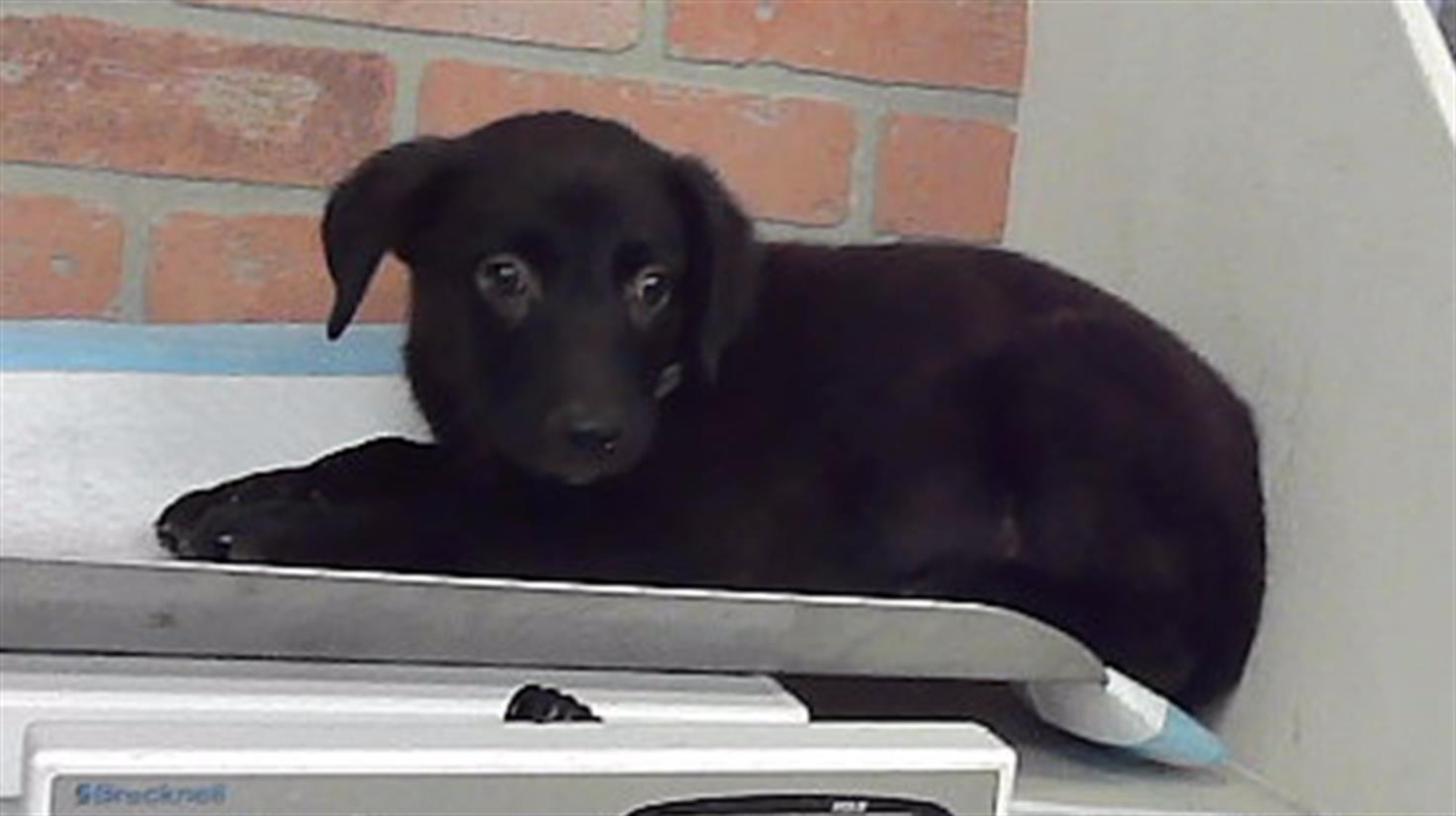 Aleina, a German Shepherd (mix breed), available for adoption