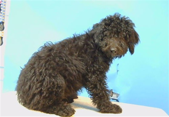 A5804271, a Poodle, available for adoption