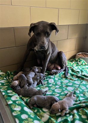 Momsie, a Cane Corso Mastiff (mix breed), available for adoption