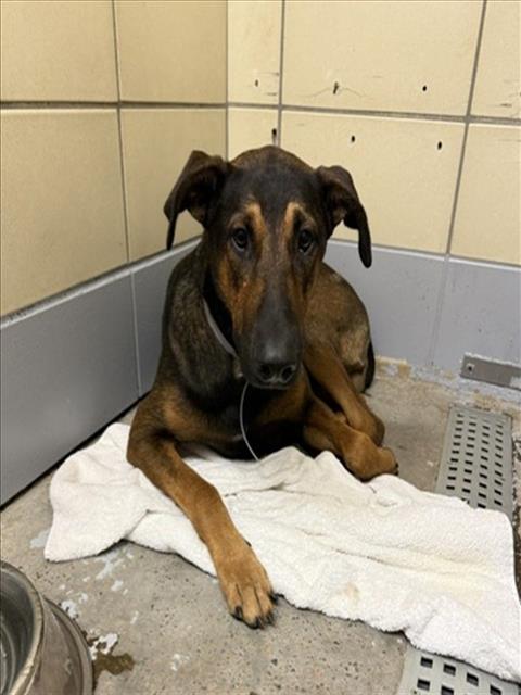 Bravo, a Doberman Pinscher (mix breed), available for adoption