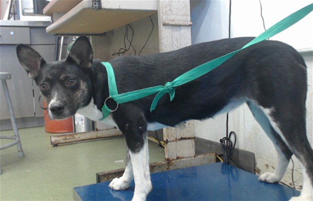 Elaine, a Cattle Dog (mix breed), available for adoption