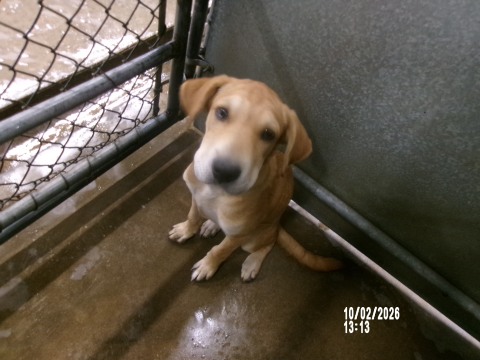 Sultan, a Shar Pei (mix breed), available for adoption