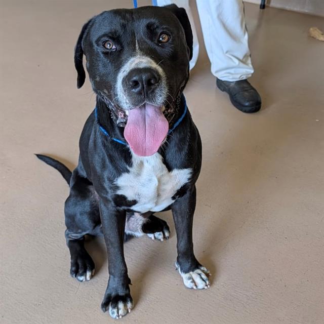 Curtis, a Pit Bull Terrier (mix breed), available for adoption