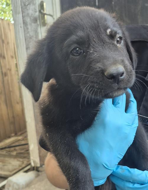 Puppy 5, a American Staffordshire Terrier (mix breed), available for adoption