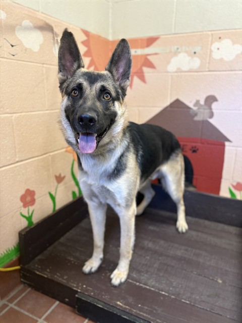 Blue, a German Shepherd, available for adoption