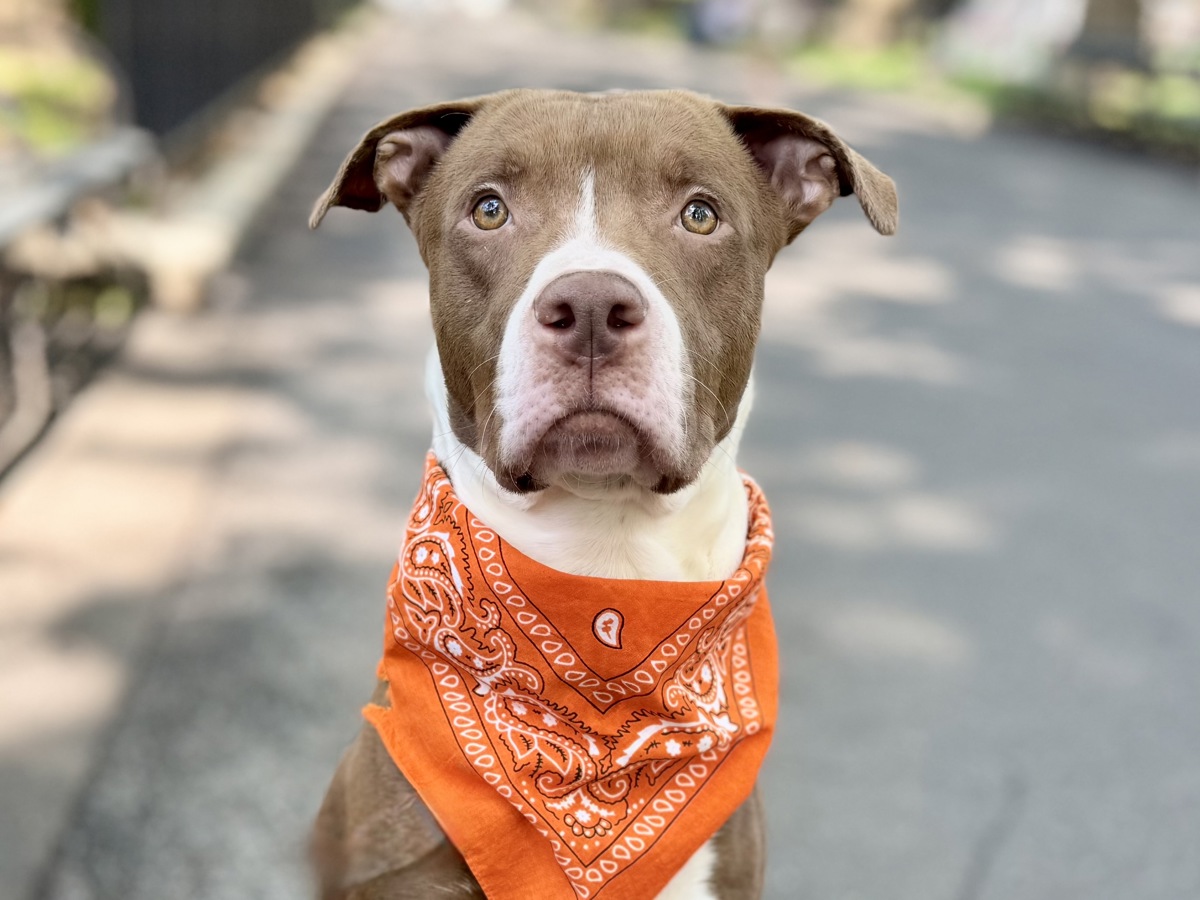 Dunkin, a Pit Bull Terrier, available for adoption