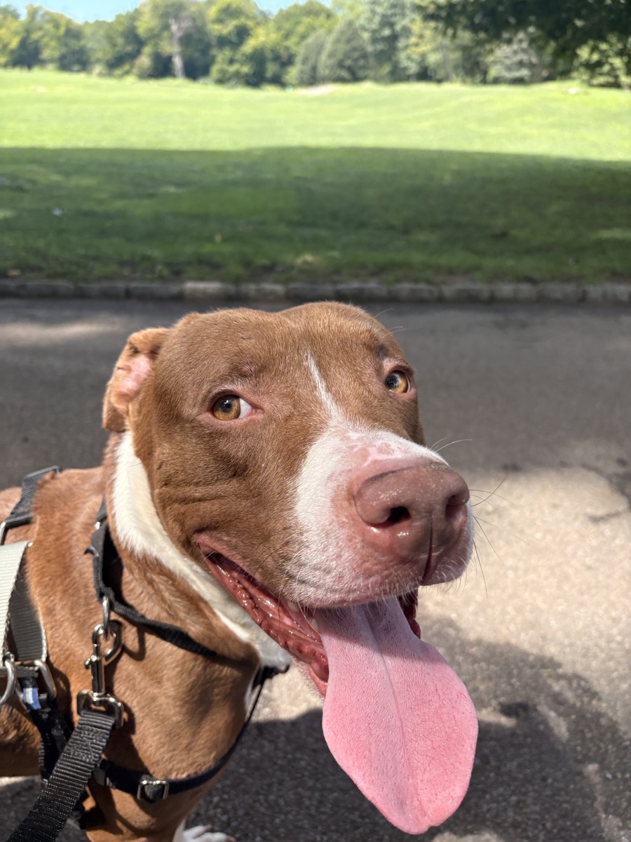 Other Photos of thie Dog