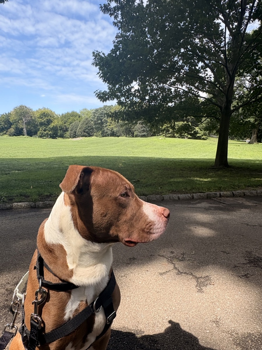 Other Photos of thie Dog