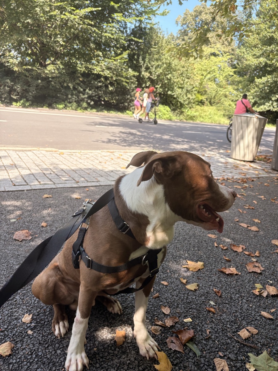 Other Photos of thie Dog