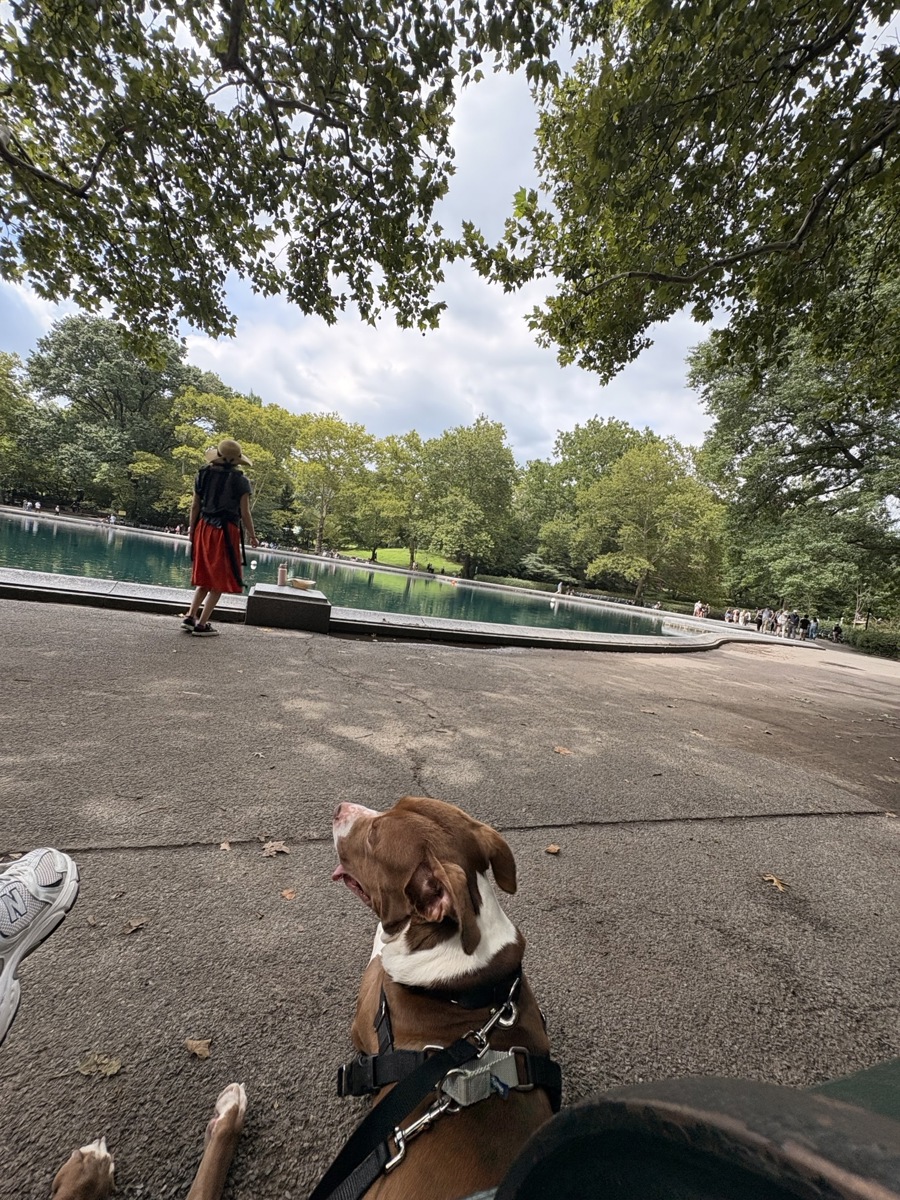 Other Photos of thie Dog